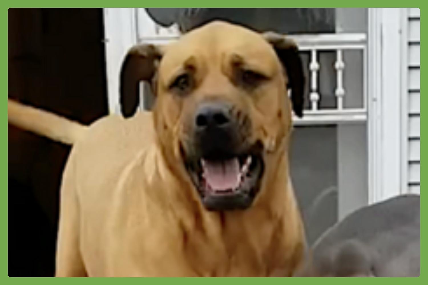 Dog for adoption Nova, a Bullmastiff & Rottweiler Mix in Des Moines