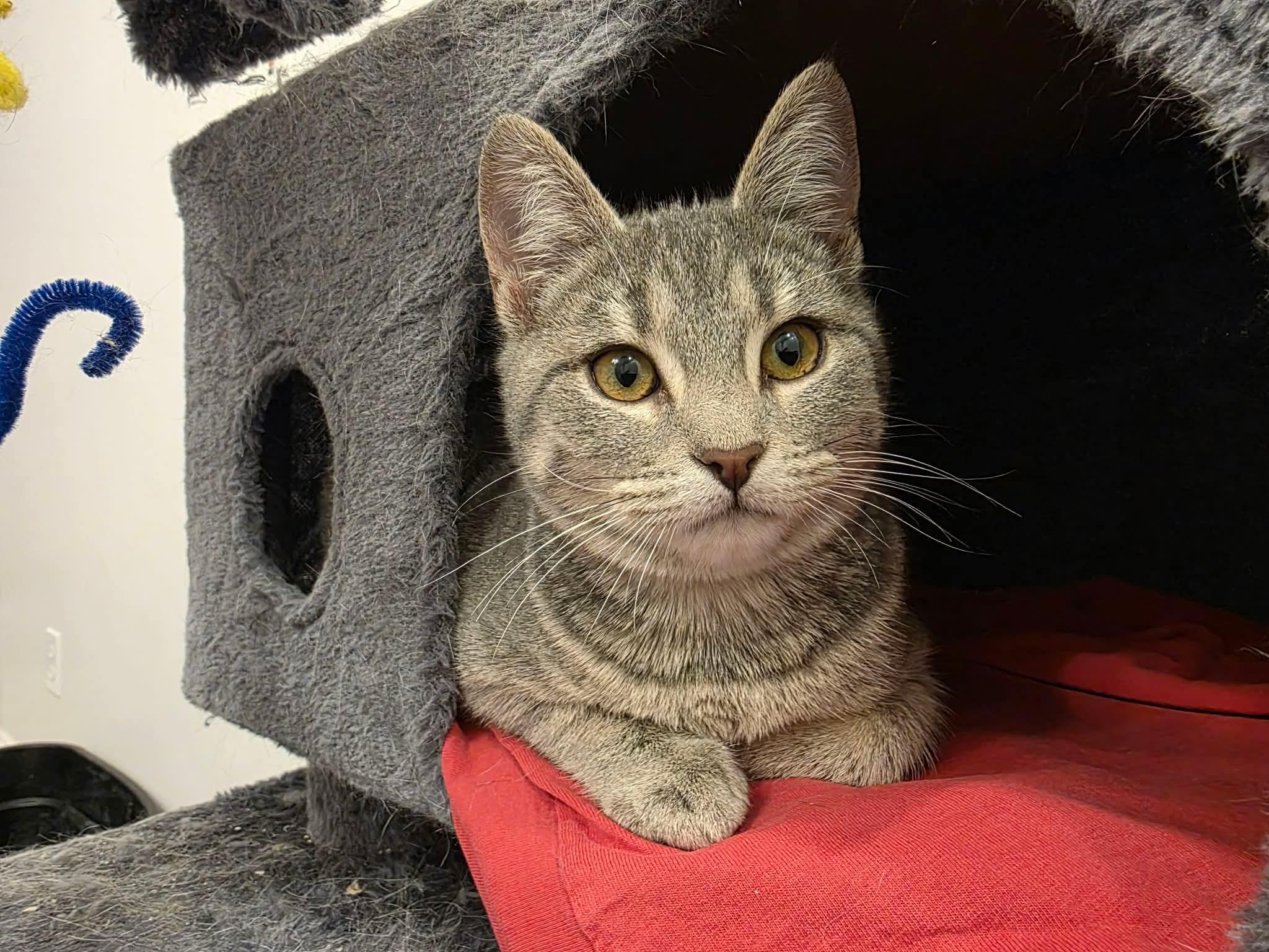 Enlarge TINKER & BELL. , a ADOPTABLE mixed breed in Manchester, CT image 1/6