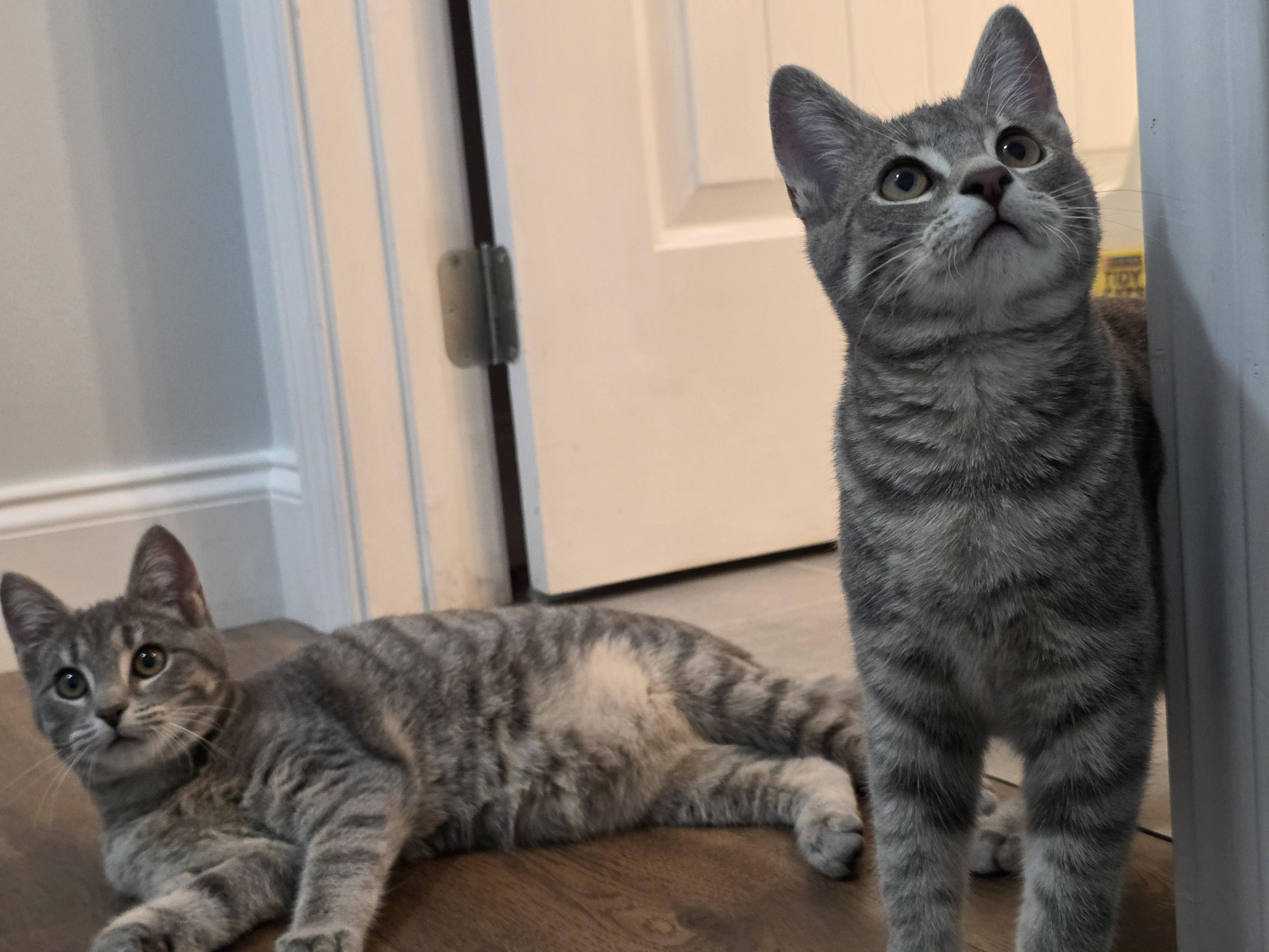 Enlarge TINKER & BELL. , a ADOPTABLE mixed breed in Manchester, CT image 2/6