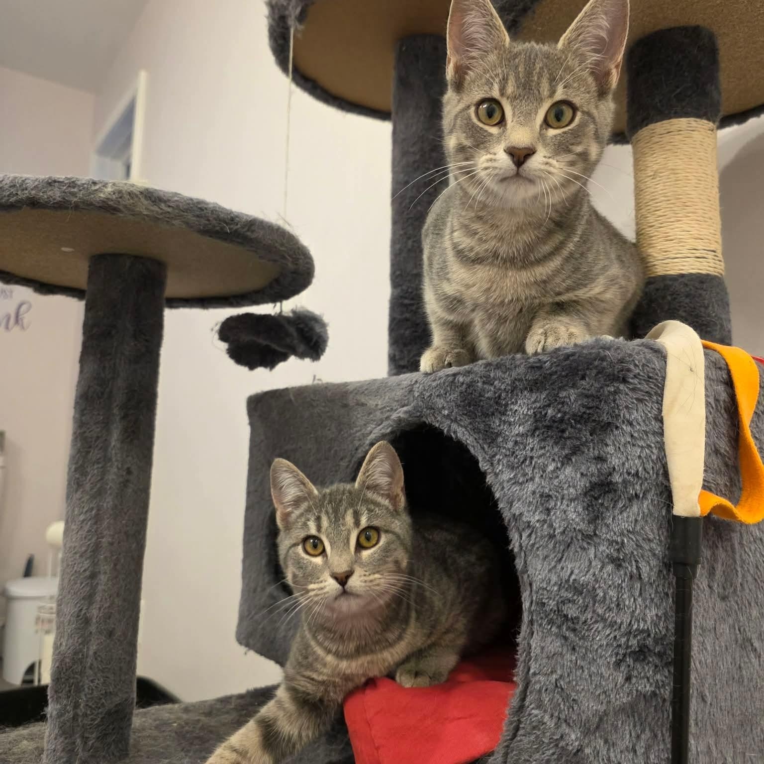 TINKER & BELL. , ADOPTABLE, Kitten Female American Shorthair.