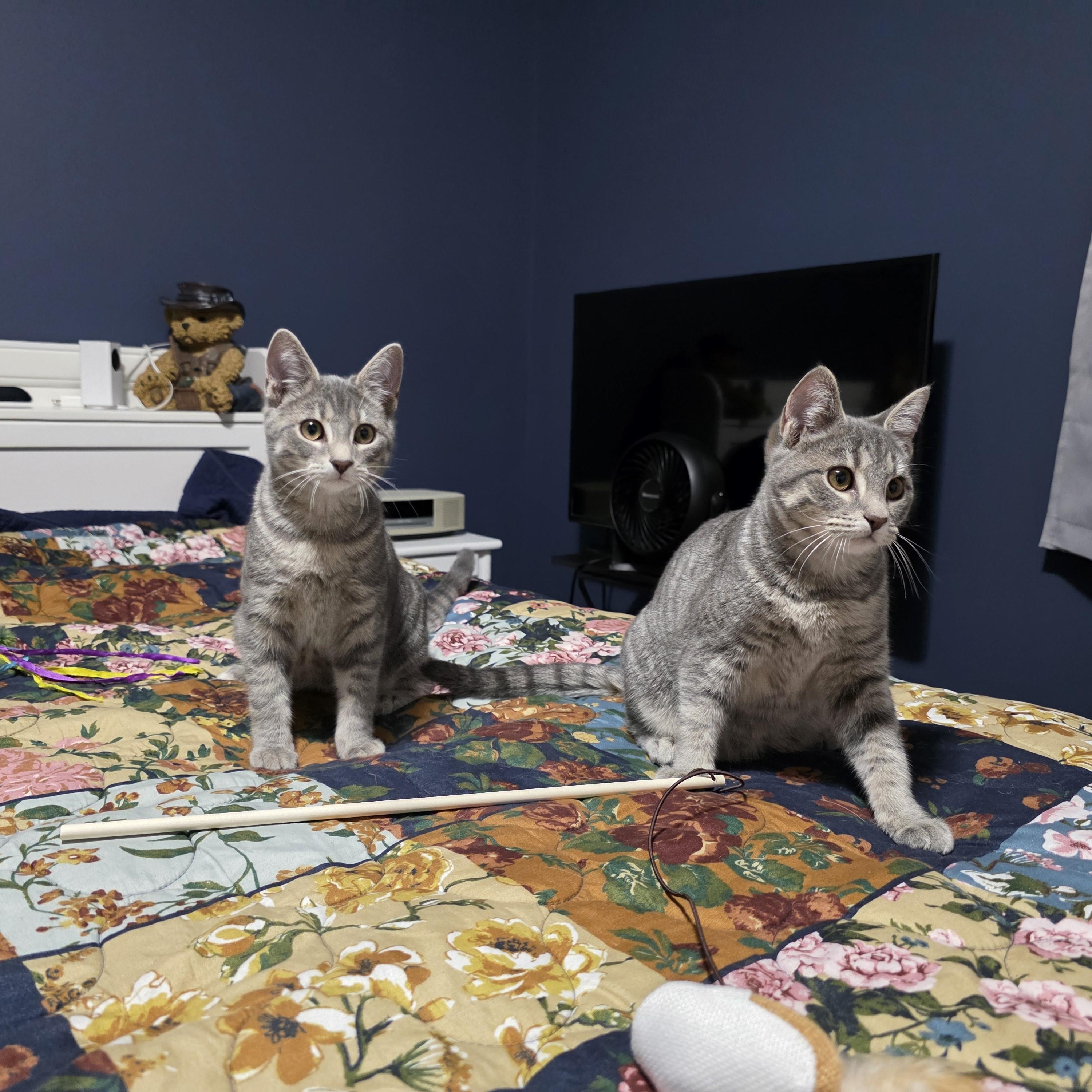 Enlarge TINKER & BELL. , a ADOPTABLE mixed breed in Manchester, CT image 4/6