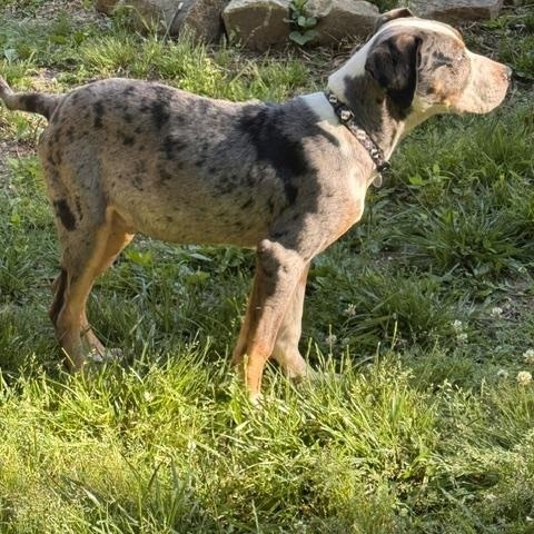Enlarge Gumbo, a ADOPTABLE Catahoula Leopard Dog in Stewart, TN image 3/3