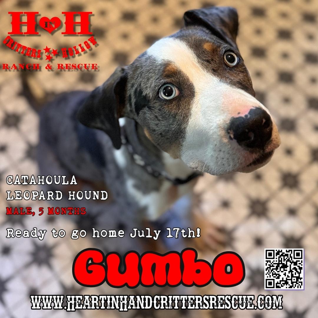 Gumbo, ADOPTABLE, Puppy Male Catahoula Leopard Dog.