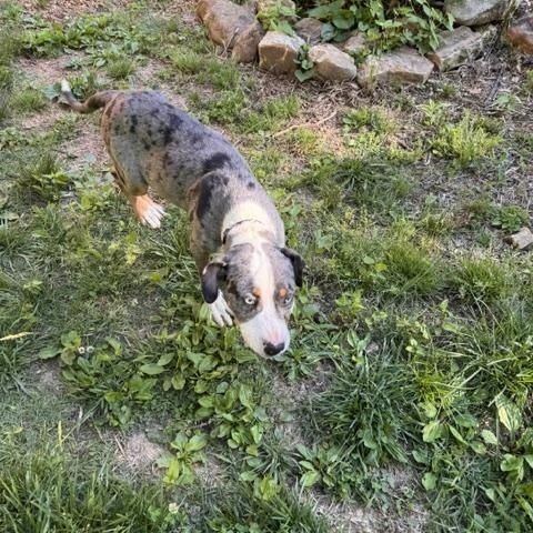 Enlarge Gumbo, a ADOPTABLE Catahoula Leopard Dog in Stewart, TN image 2/3