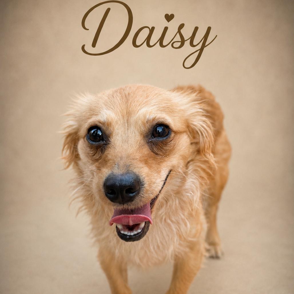 Enlarge Daisy, a Adoptable mixed breed in Phoenix, AZ image 3/3