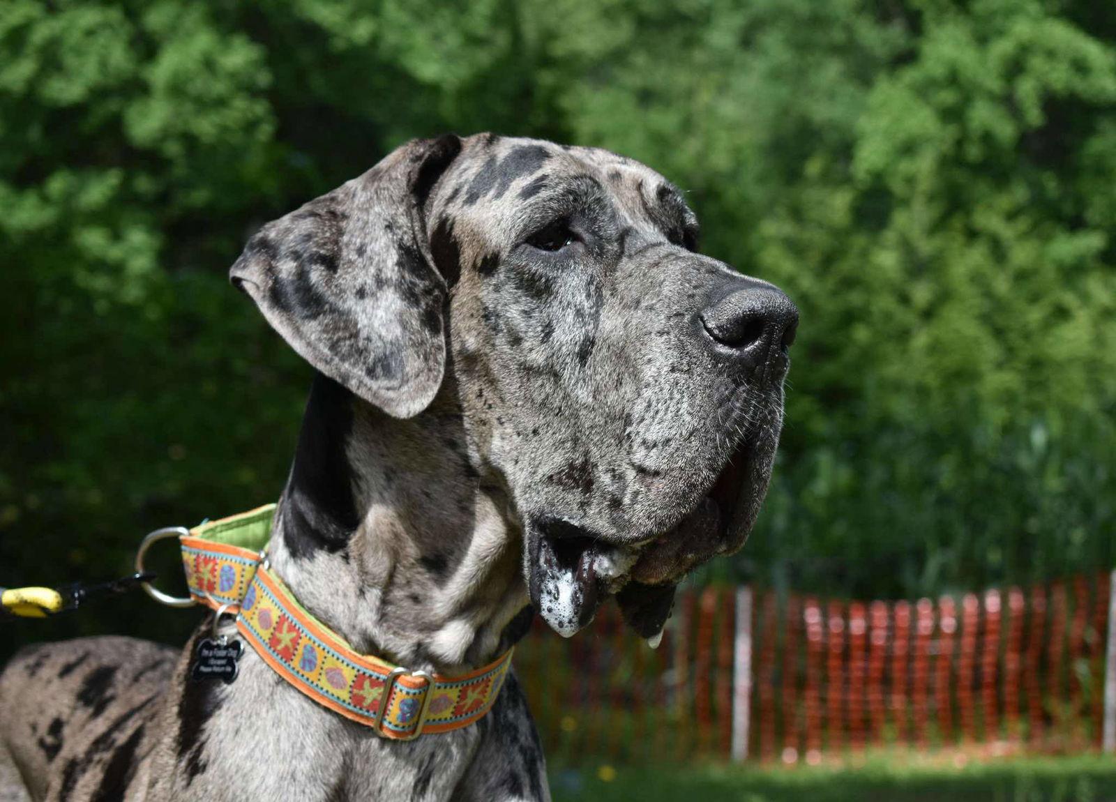 Maple, Adoptable, Young Female Great Dane.