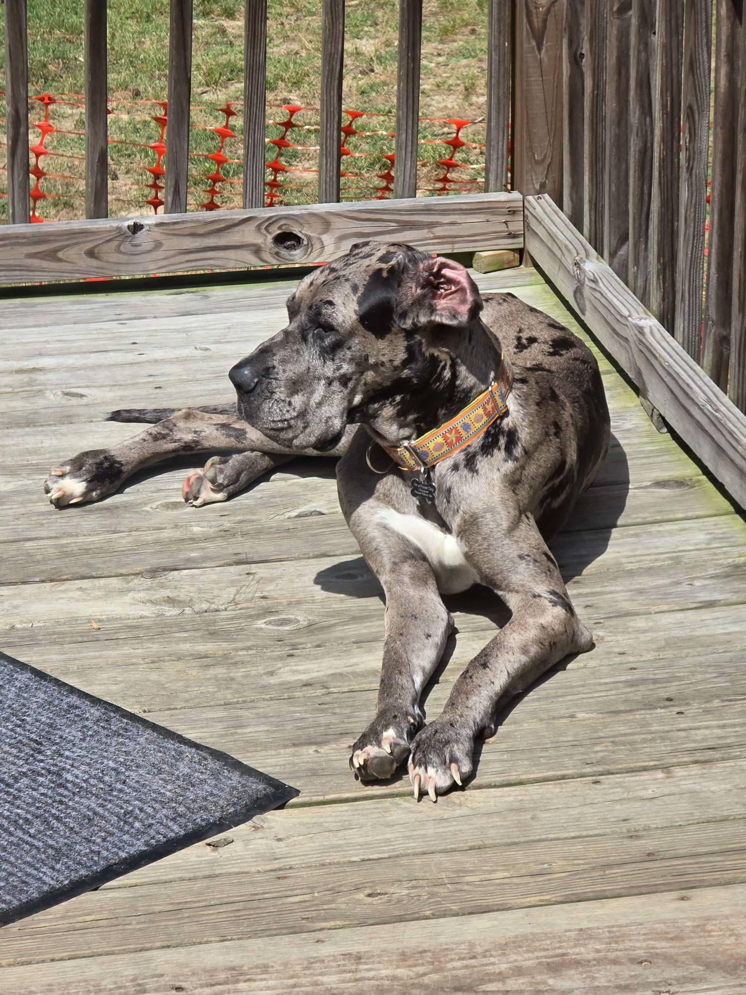 Maple, a Adoptable Great Dane in Iron Station, NC image 2/3