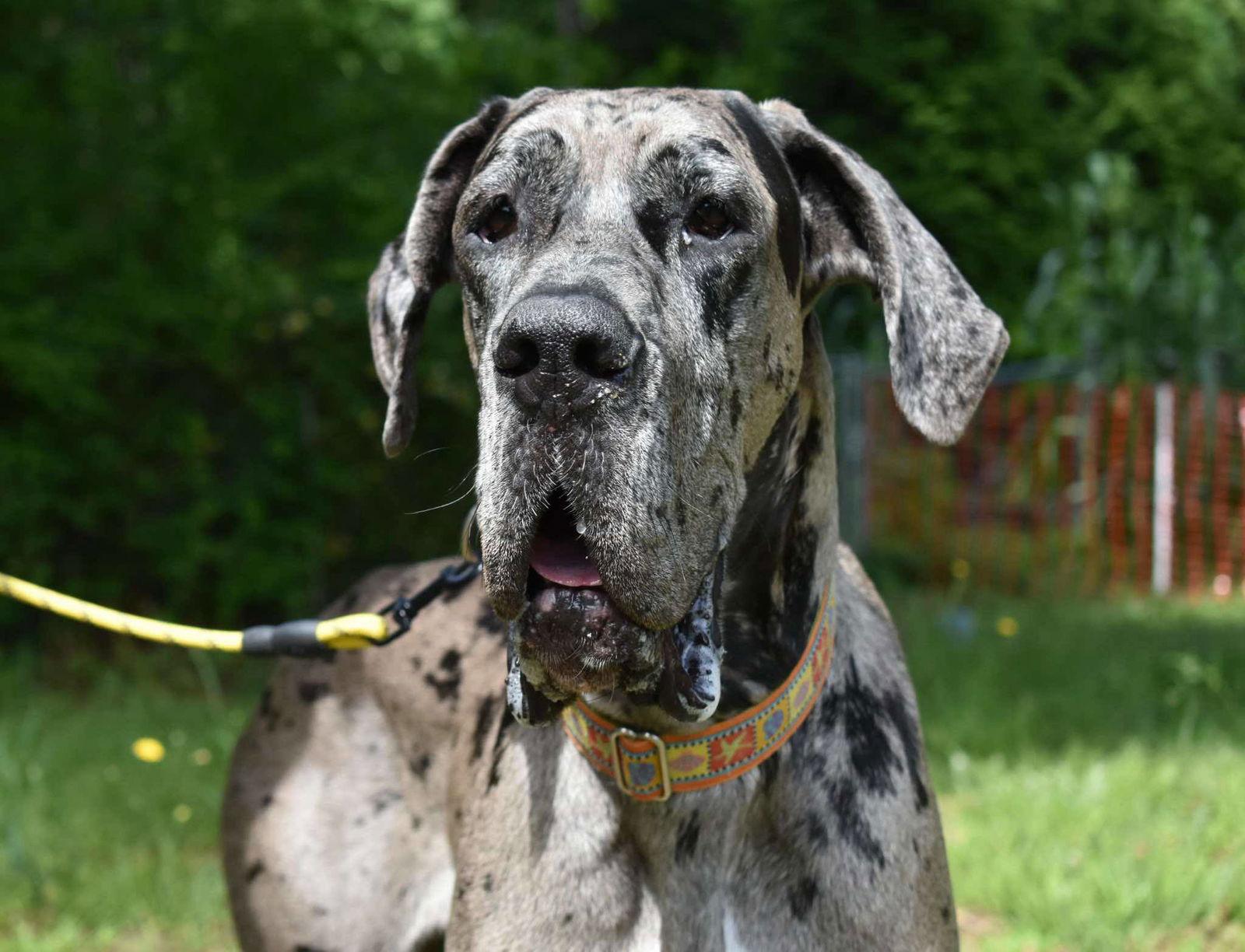 Maple, a Adoptable Great Dane in Iron Station, NC image 3/3