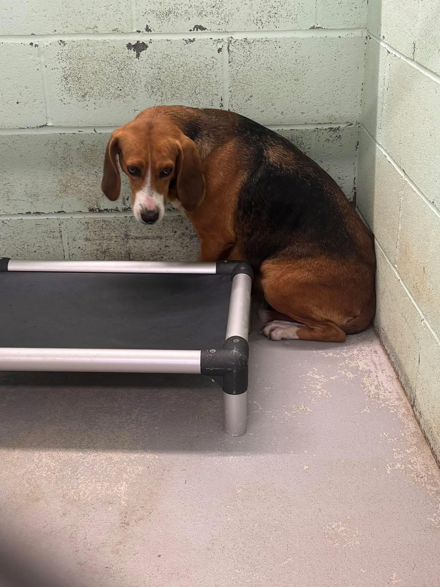 Enlarge Sweetie, an adopted Hound in Elberon, VA image 1/1