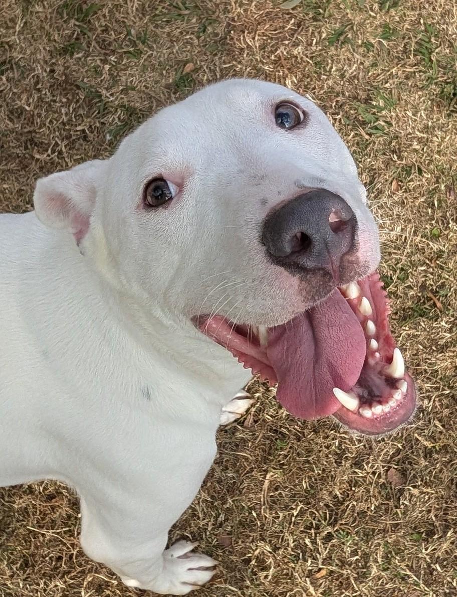 Enlarge Almond* A214863, a ADOPTABLE mixed breed in Plano, TX image 6/6