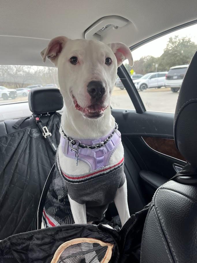 Enlarge Almond* A214863, a ADOPTABLE mixed breed in Plano, TX image 3/6