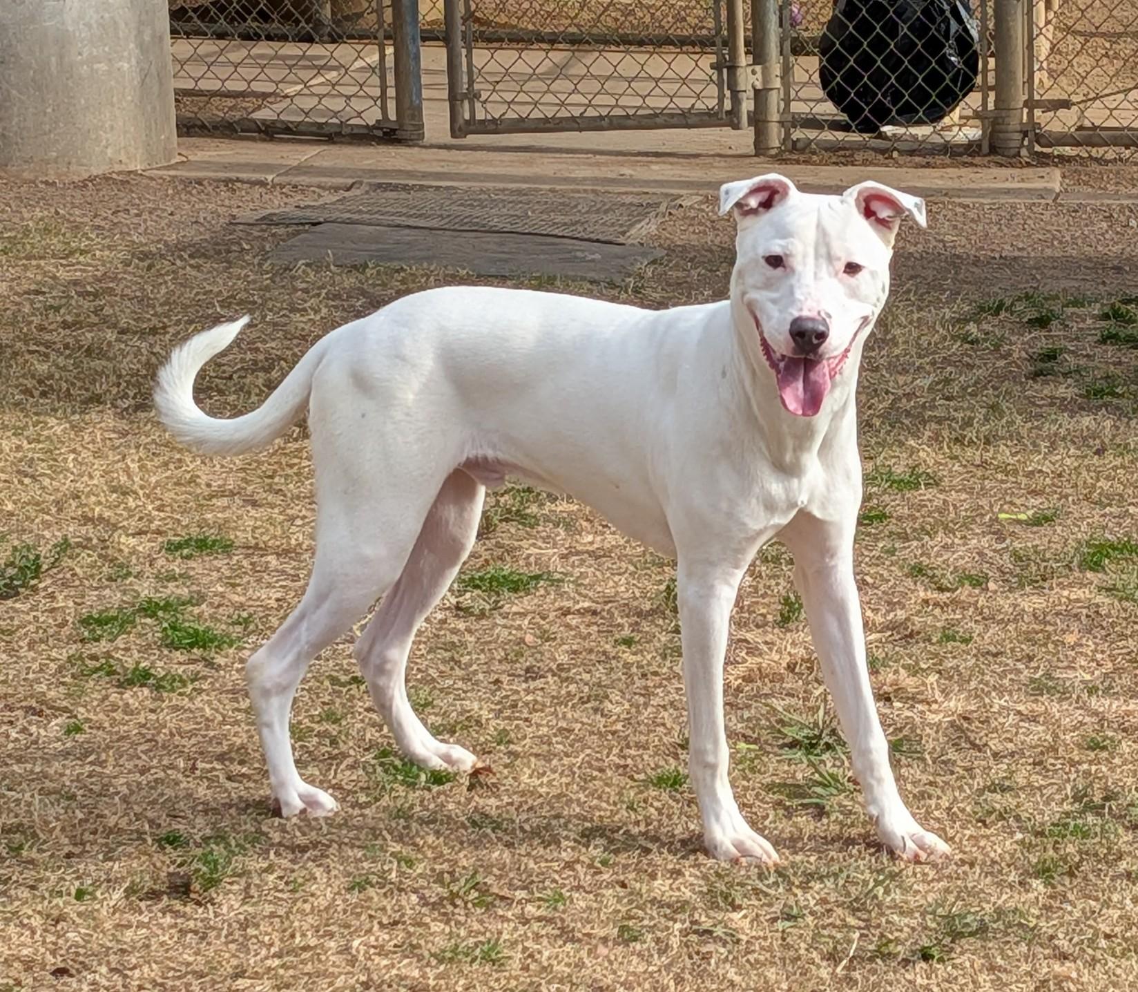 Enlarge Almond* A214863, a ADOPTABLE mixed breed in Plano, TX image 5/6