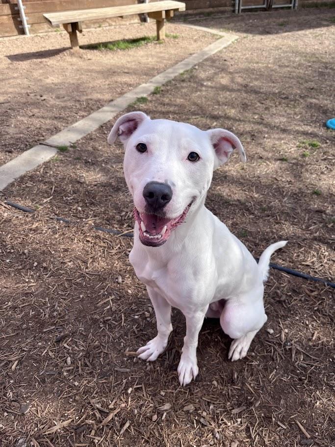 Almond* A214863, ADOPTABLE, Young Male Labrador Retriever.