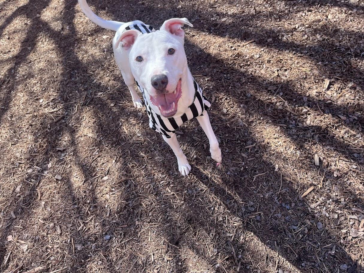 Enlarge Almond* A214863, a ADOPTABLE mixed breed in Plano, TX image 2/6