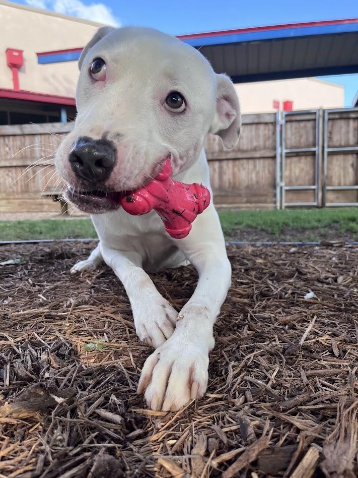 Enlarge Almond* A214863, a ADOPTABLE mixed breed in Plano, TX image 3/6