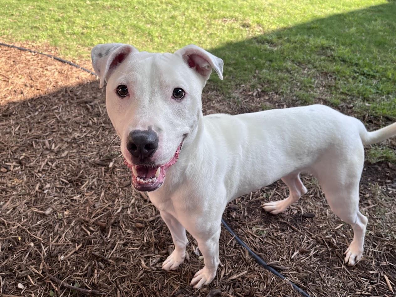 Enlarge Almond* A214863, a ADOPTABLE mixed breed in Plano, TX image 2/6