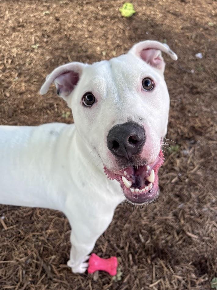 Enlarge Almond* A214863, a ADOPTABLE mixed breed in Plano, TX image 1/6