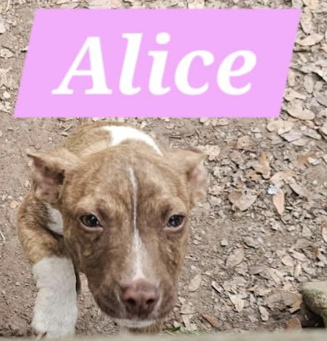 Alice, Adoptable, Puppy Female Mixed Breed.