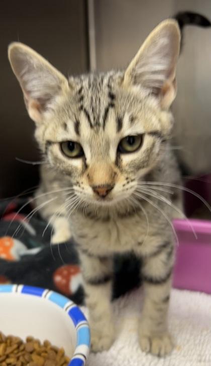 Roulette, Adoptable, Young Female Domestic Short Hair & Domestic Short Hair.
