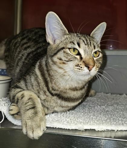 Enlarge Roulette, a Adoptable mixed breed in Phoenix, AZ image 2/2