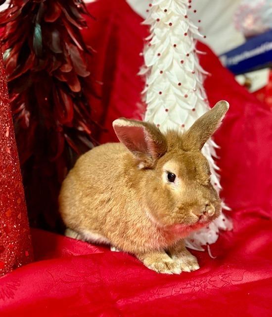 Clam, Adoptable, Young Male Lionhead.
