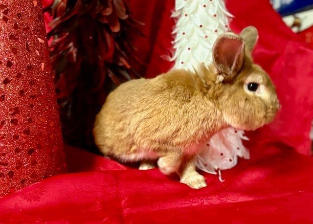 Enlarge Clam, a Adoptable Lionhead in Troy, VA image 3/6