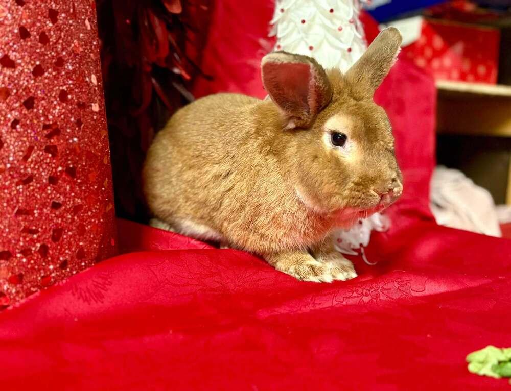 Enlarge Clam, a Adoptable Lionhead in Troy, VA image 6/6