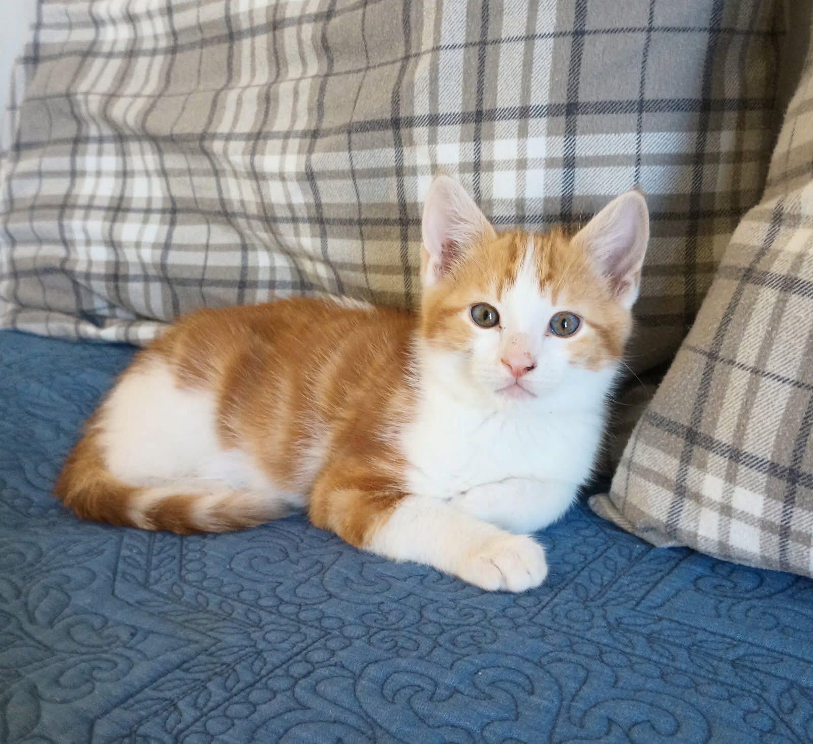 Birdie & Jasper , ADOPTABLE, Kitten Male Domestic Short Hair.