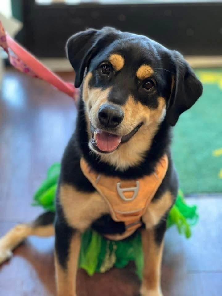 Enlarge LENA (GA), a Adoptable mixed breed in Thompson, PA image 1/6