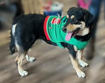 Enlarge LENA (GA), a Adoptable mixed breed in Thompson, PA image 2/6