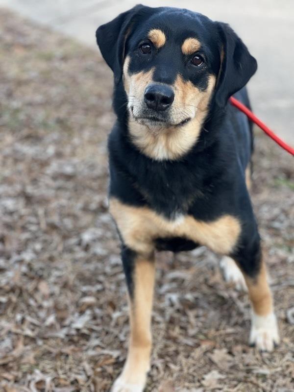 Enlarge LENA (GA), a Adoptable mixed breed in Thompson, PA image 3/6