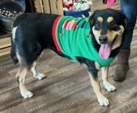 Enlarge LENA (GA), a Adoptable mixed breed in Thompson, PA image 4/6