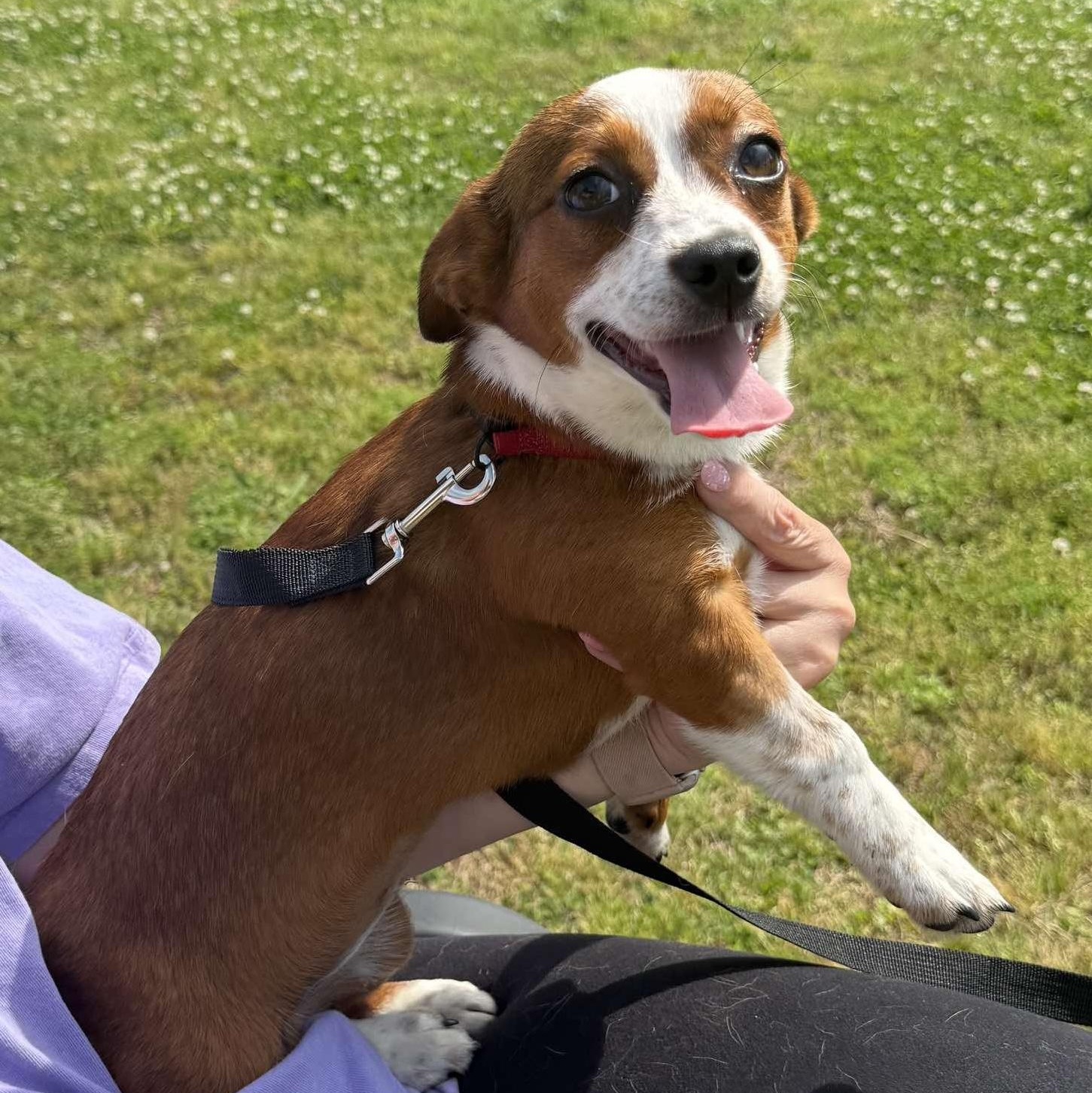 Enlarge Vivie, an adopted mixed breed in Hopkinton, MA image 1/6