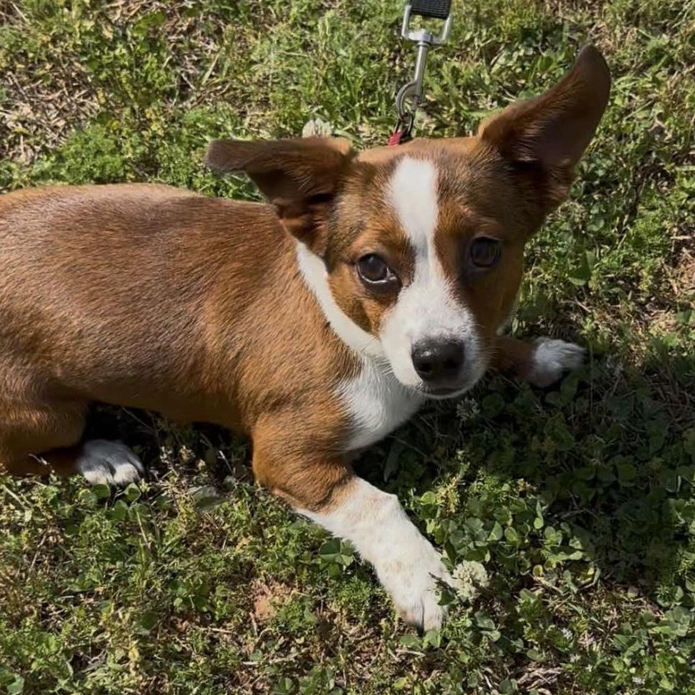 Enlarge Vivie, an adopted mixed breed in Hopkinton, MA image 2/6