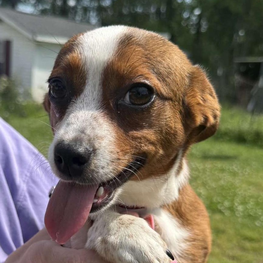 Enlarge Vivie, an adopted mixed breed in Hopkinton, MA image 3/6