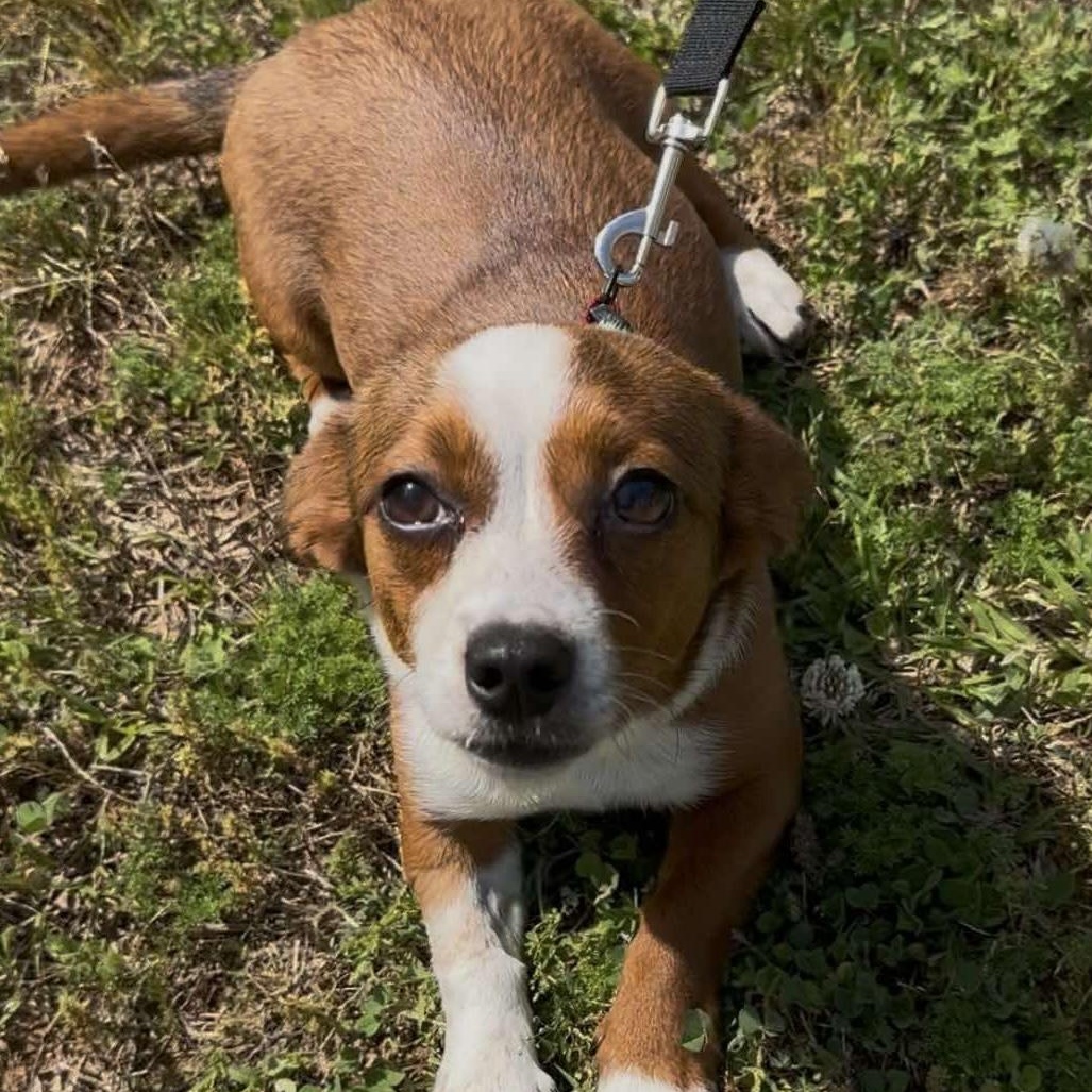 Enlarge Vivie, an adopted mixed breed in Hopkinton, MA image 4/6