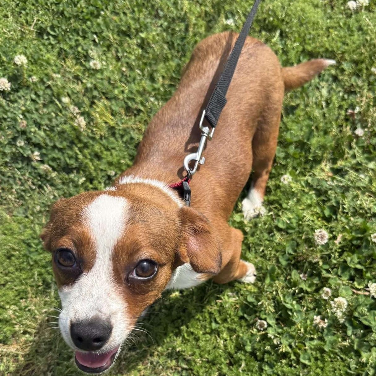 Enlarge Vivie, an adopted mixed breed in Hopkinton, MA image 5/6