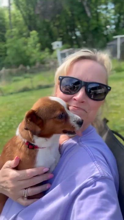 Enlarge Vivie, an adopted mixed breed in Hopkinton, MA video 6/6