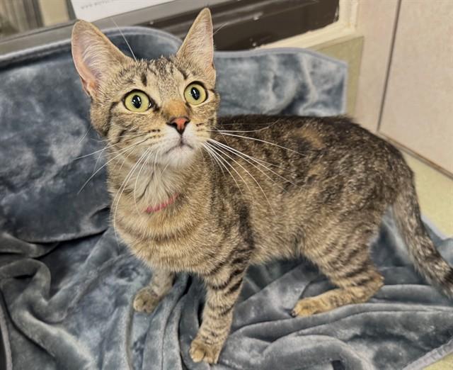 Enlarge CHAKA, a Adoptable mixed breed in Moreno Valley, CA image 1/1