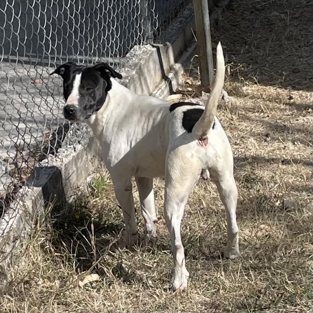 Baba, a Adoptable Mixed Breed in Bend, OR image 1/6