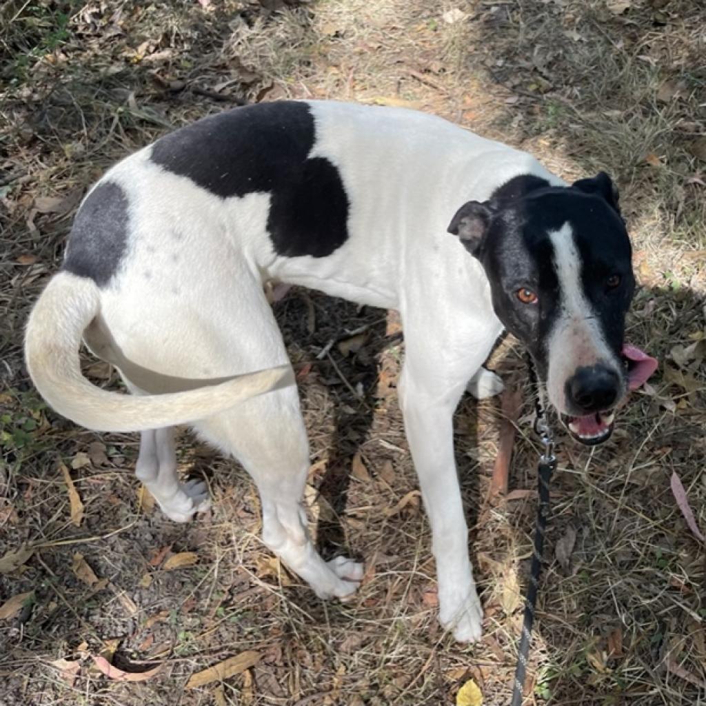 Baba, a Adoptable Mixed Breed in Bend, OR image 2/6