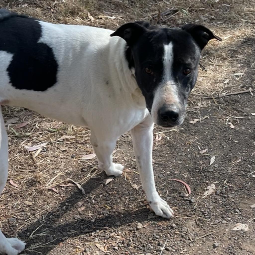 Baba, a Adoptable Mixed Breed in Bend, OR image 3/6