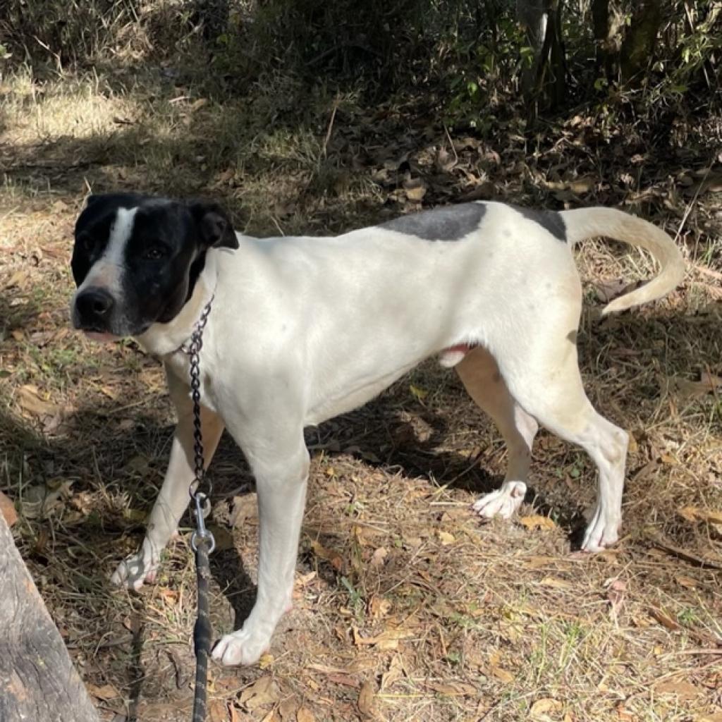 Baba, a Adoptable Mixed Breed in Bend, OR image 4/6