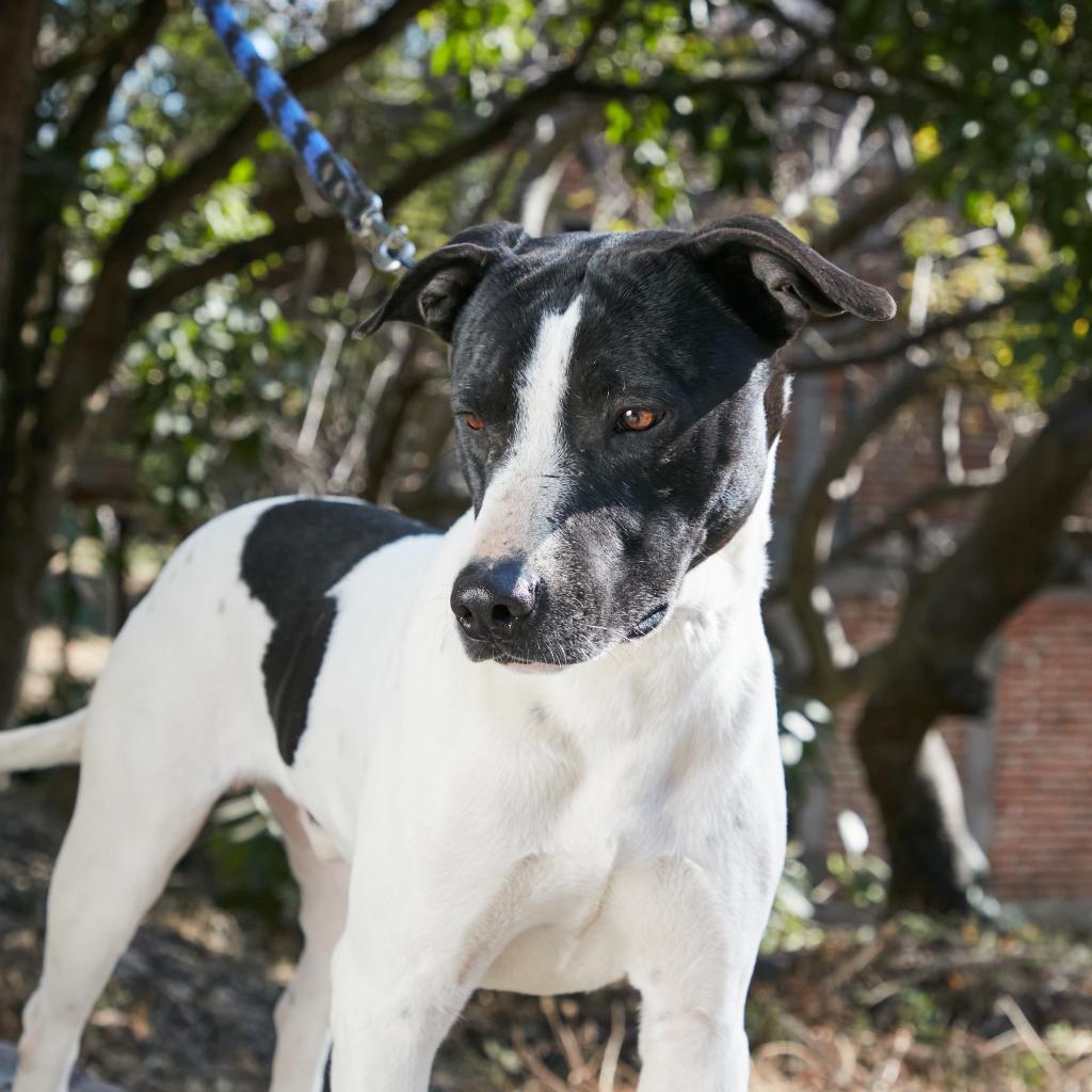 Baba, a Adoptable Mixed Breed in Bend, OR image 5/6