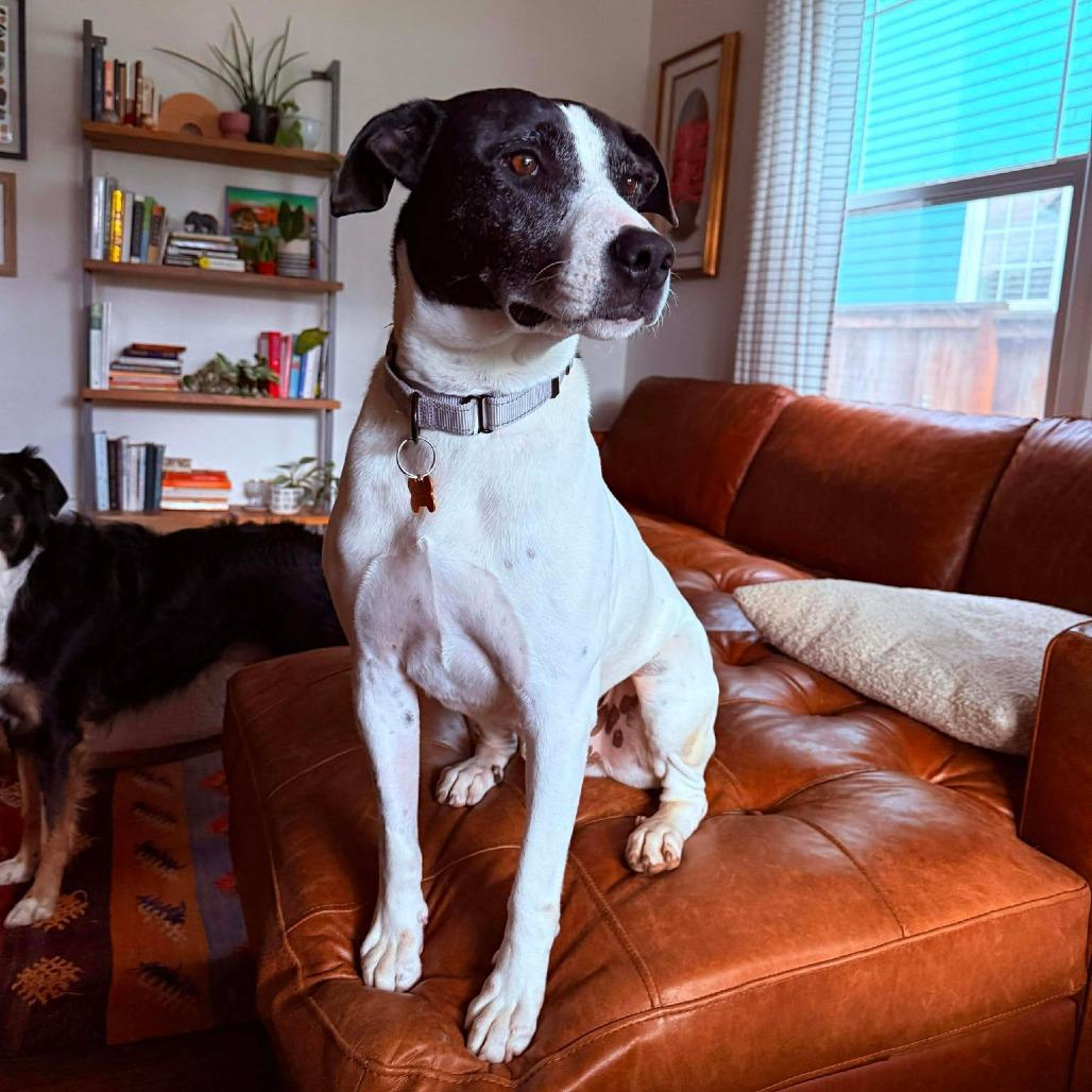 Baba, a Adoptable Mixed Breed in Bend, OR image 6/6