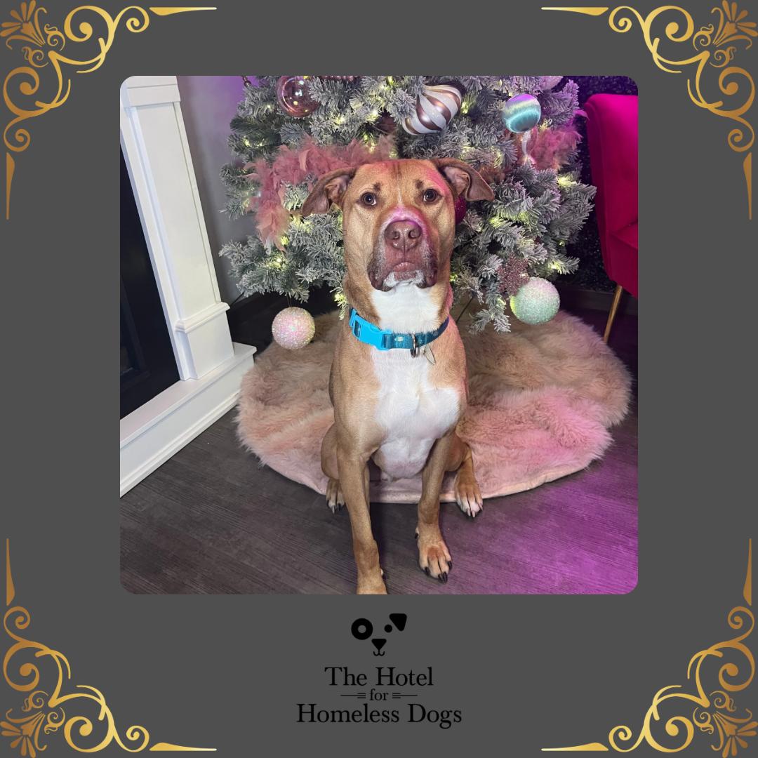 Buddy, Adoptable, Adult Male American Staffordshire Terrier & Labrador Retriever.