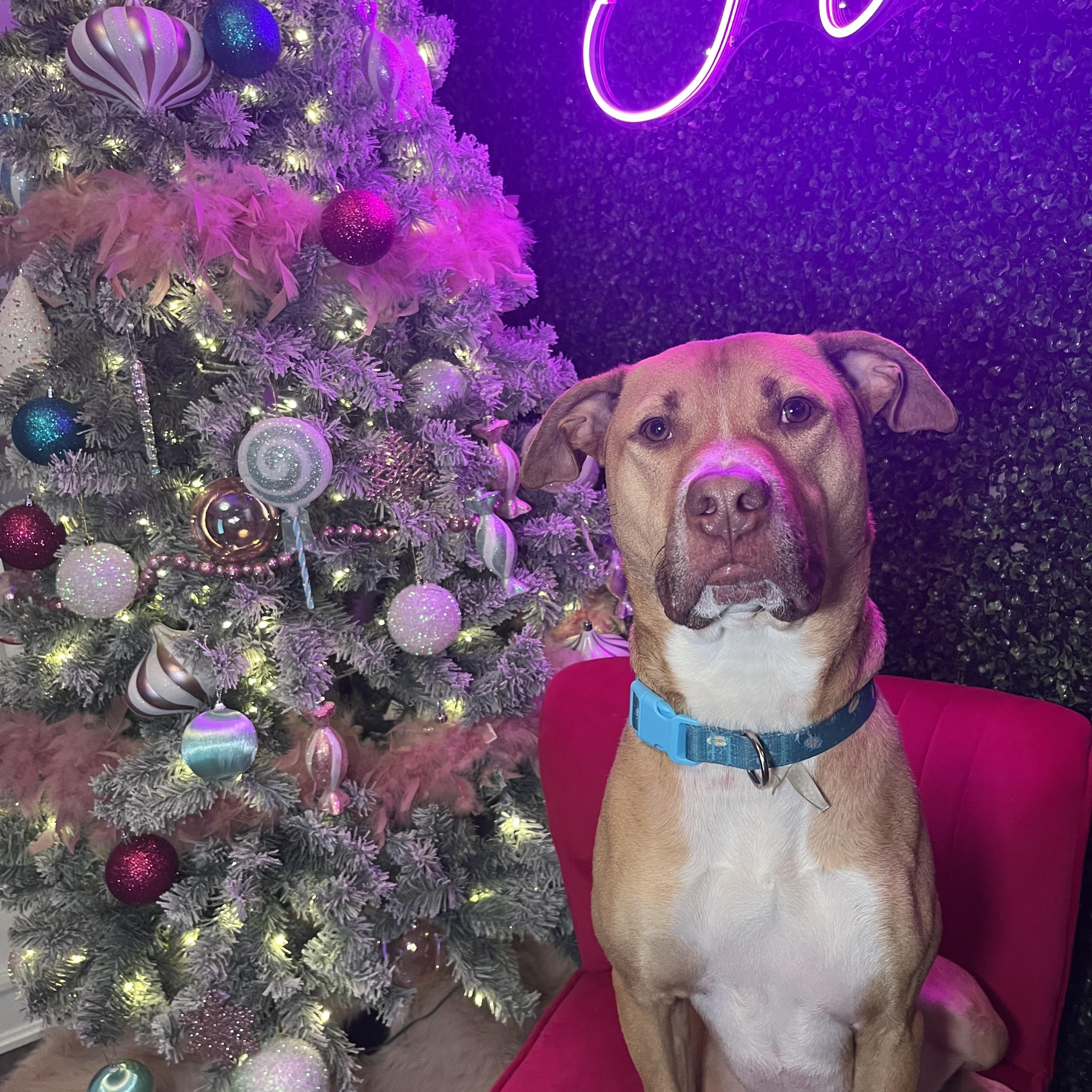 Buddy, a Adoptable mixed breed in Cumberland, RI image 2/6