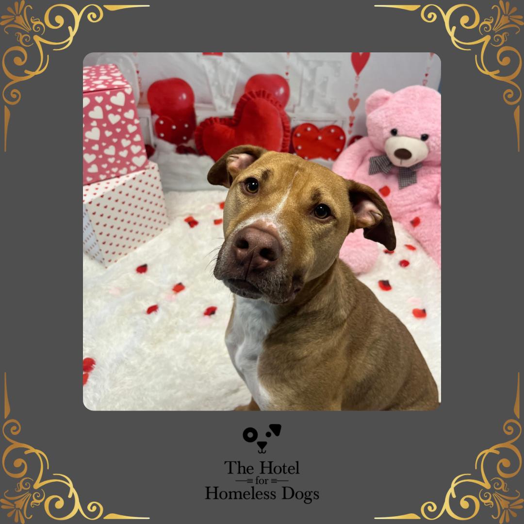 Buddy, Adoptable, Adult Male American Staffordshire Terrier & Labrador Retriever.