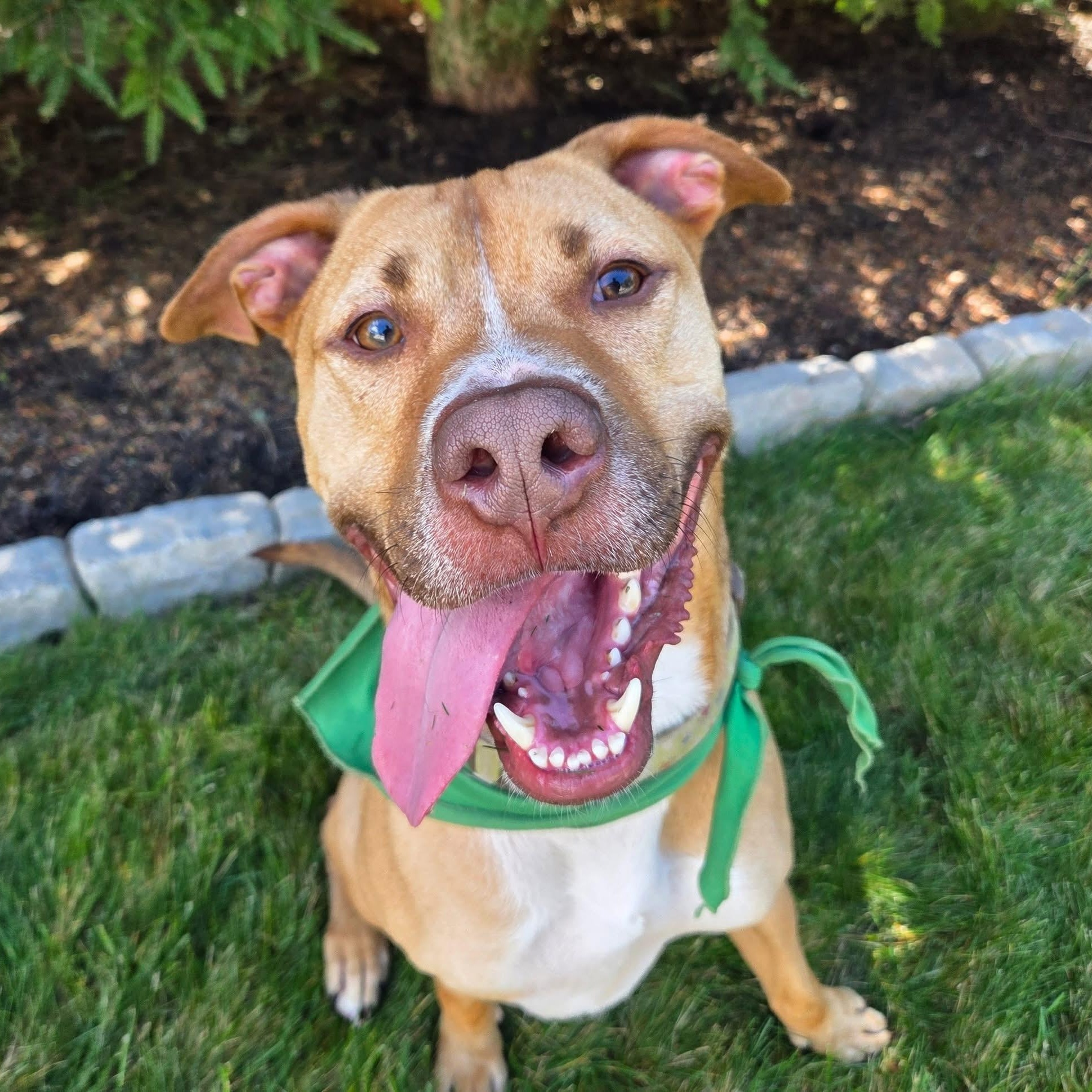 Buddy, a Adoptable mixed breed in Cumberland, RI image 5/6