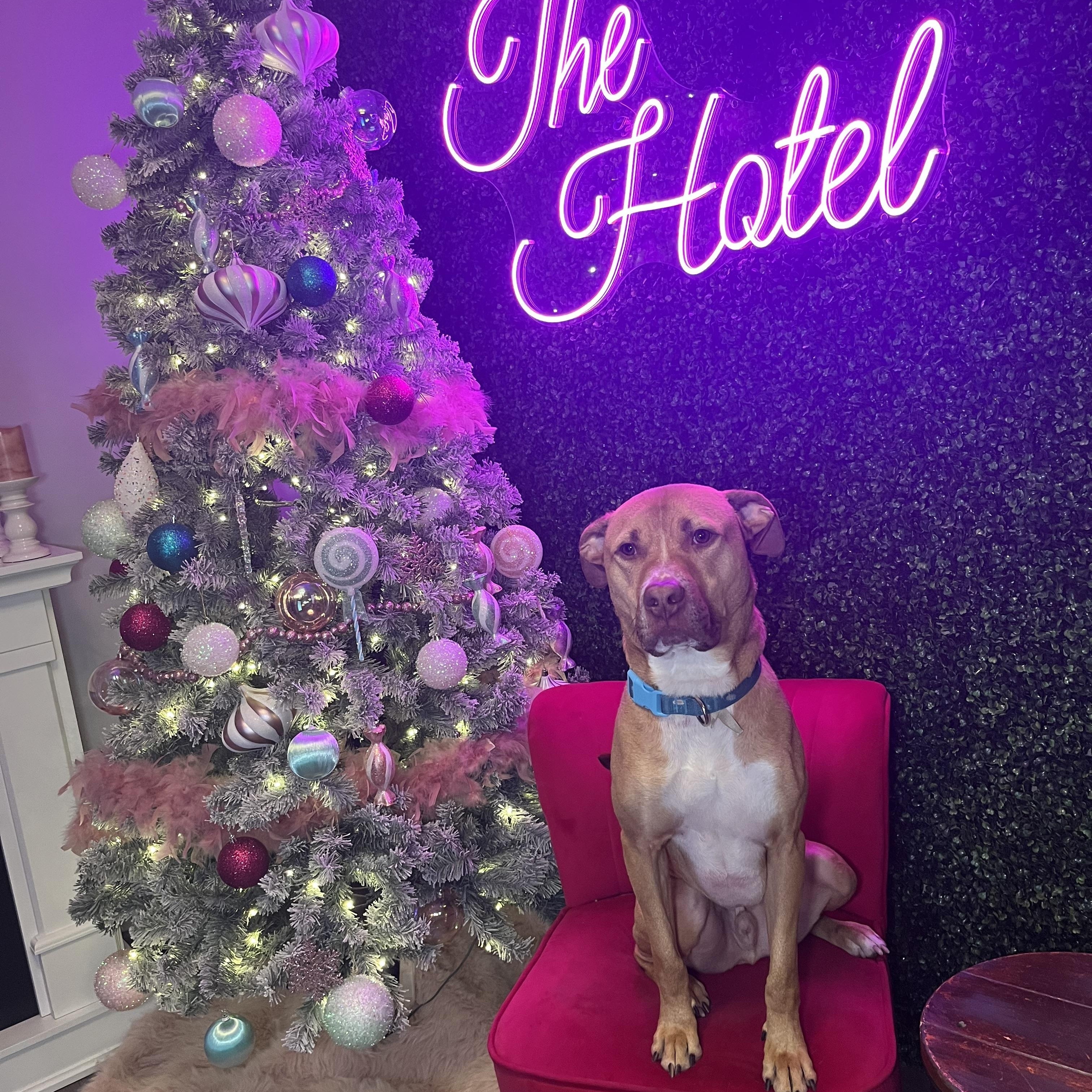 Buddy, a Adoptable mixed breed in Cumberland, RI image 4/6